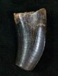 Tyrannosaur Tooth - Feeding Damaged Tip #13290-2
